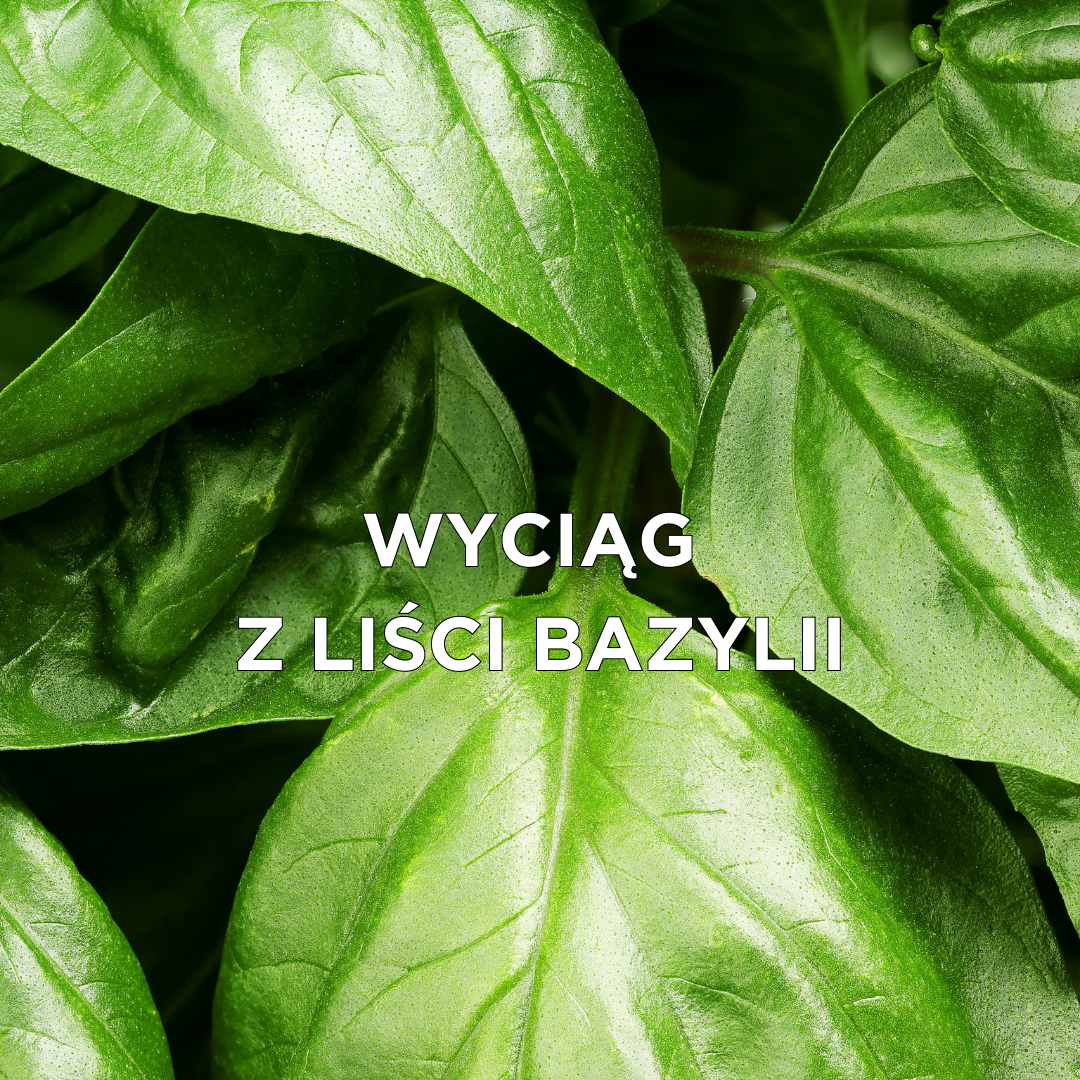 Wyciąg z liści bazylii w kosmetykach do tatuażu | Loveink