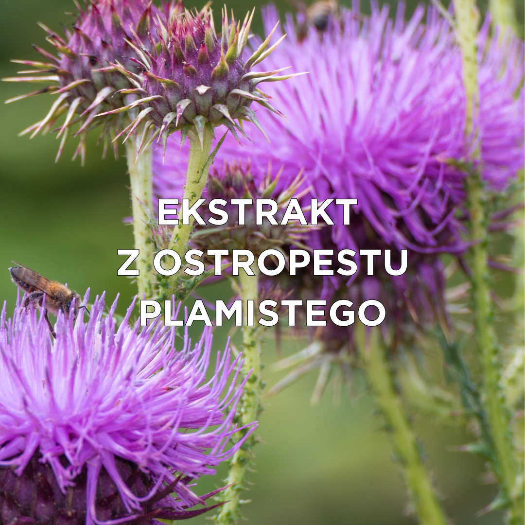 Silybum Marianum Fruit Extract w kosmetykach do tatuażu | Loveink